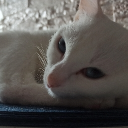 Аватар корисника