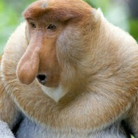 Avatar użytkownika