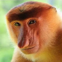 Avatar dell'utente