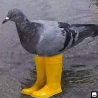 Avatar użytkownika