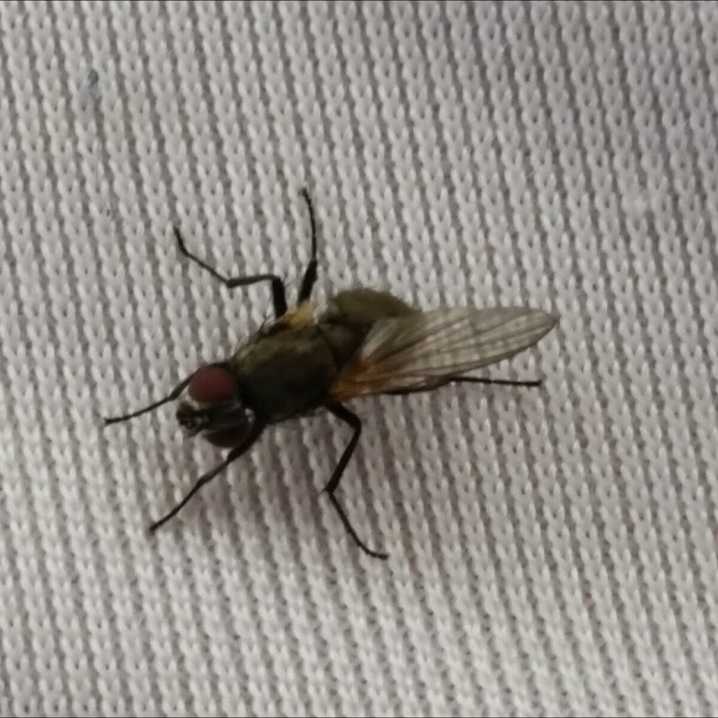 Avatar dell'utente