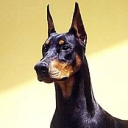 Avatar dell'utente
