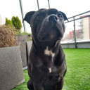 Avatar użytkownika
