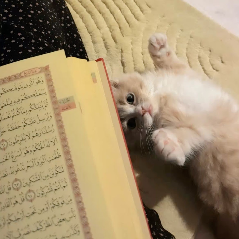 Kullanıcı avatarı