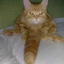 Avatar dell'utente