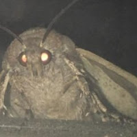 Avatar użytkownika