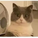 Avatar uživatele
