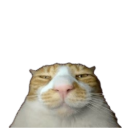 Avatar użytkownika