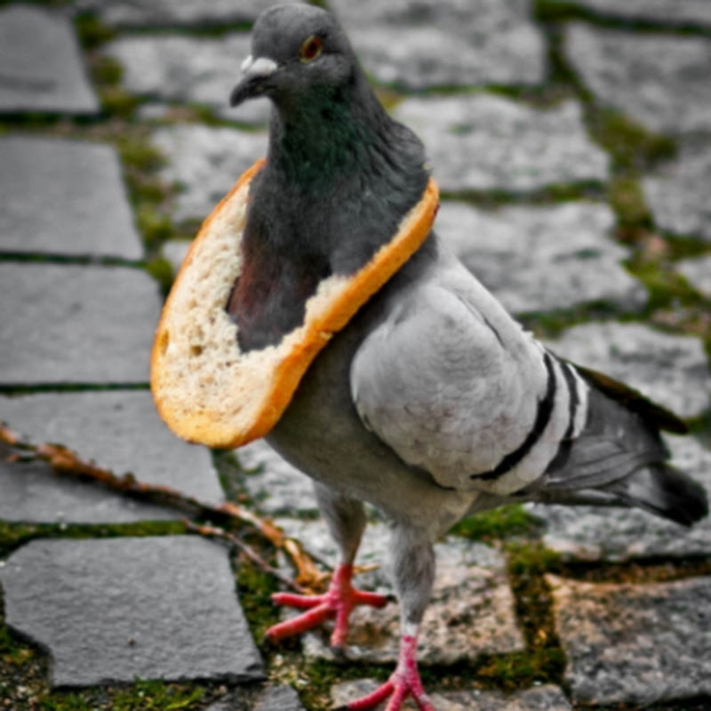 Avatar dell'utente