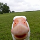 Avatar użytkownika
