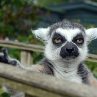 Avatar użytkownika