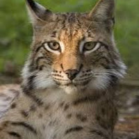 Avatar użytkownika