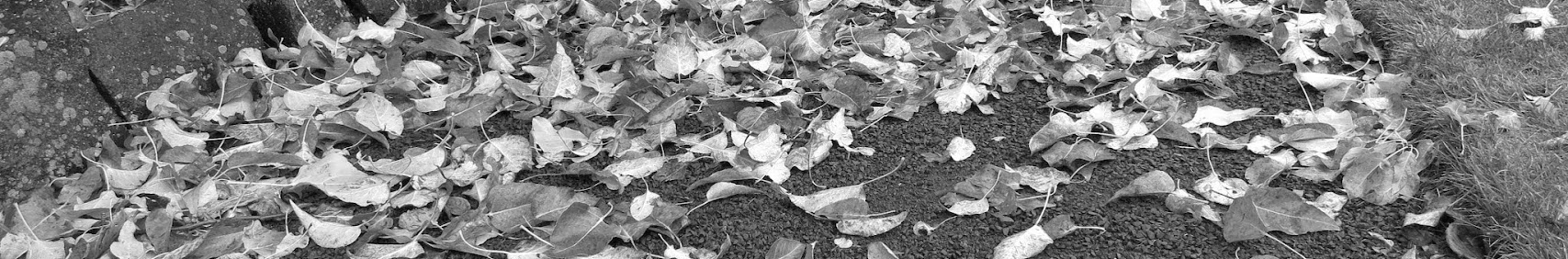 Banner użytkownika
