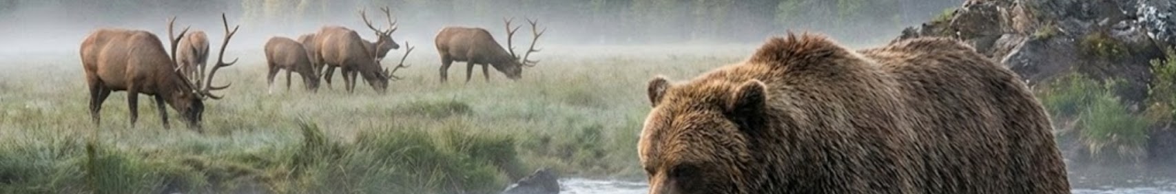 Banner użytkownika