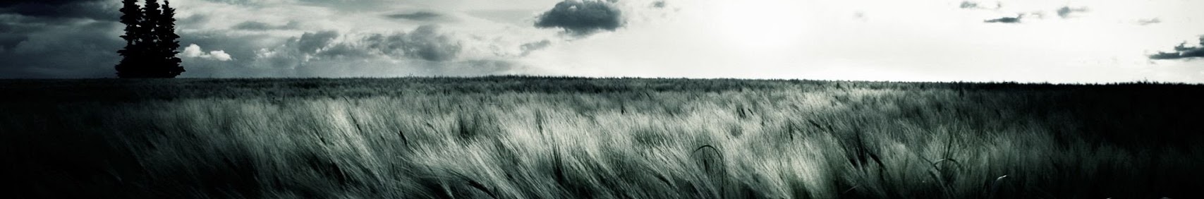 Banner użytkownika