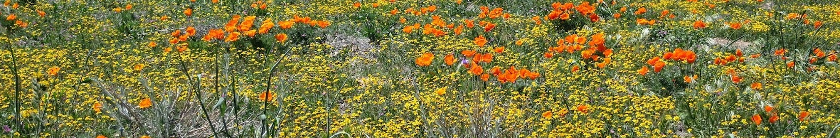 Banner użytkownika
