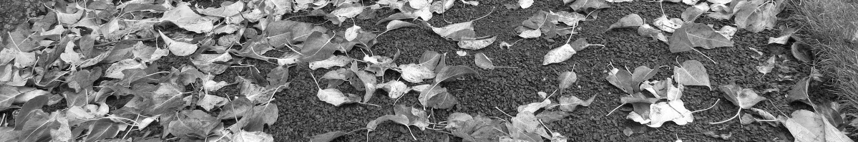 Banner użytkownika