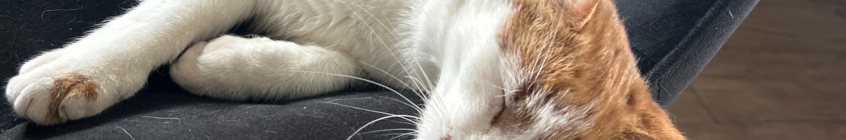 Banner użytkownika