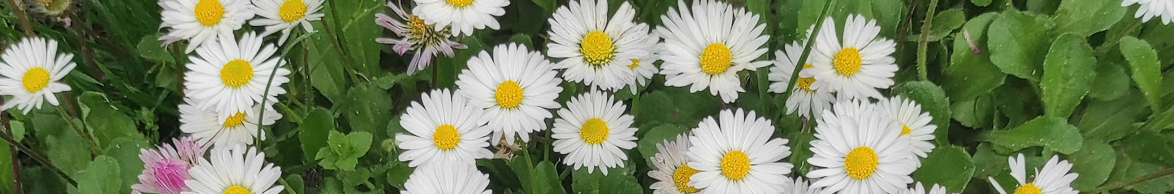 User banner