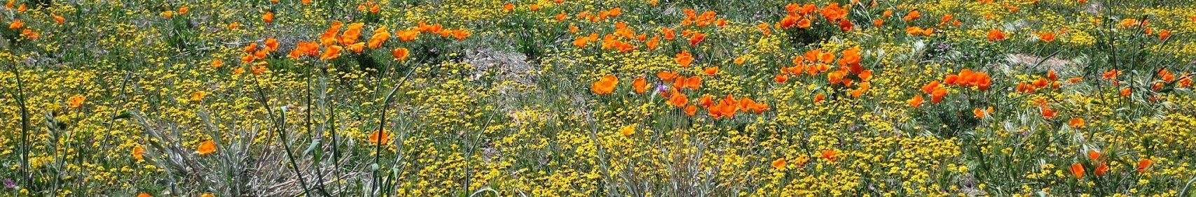 Banner użytkownika