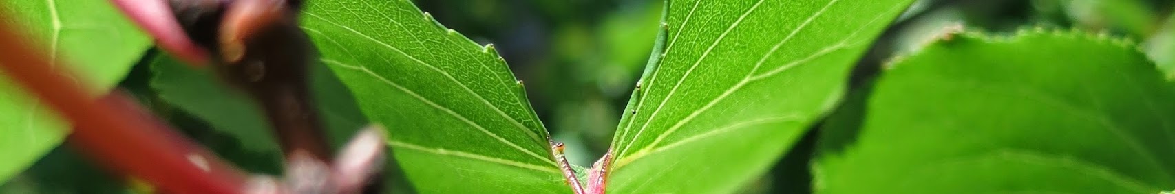 Banner użytkownika