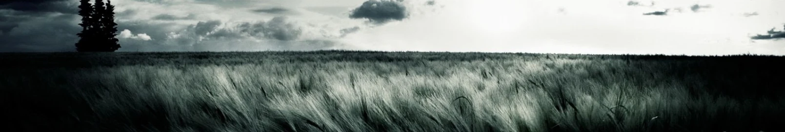 Banner użytkownika