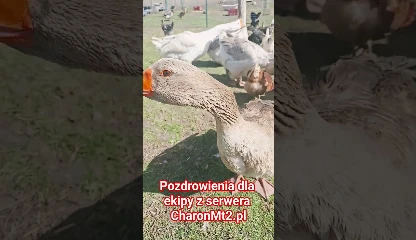 Miniaturka filmu