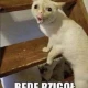 Avatar użytkownika