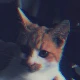 Avatar użytkownika