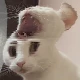 Avatar użytkownika