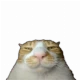 Avatar użytkownika