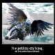 Avatar użytkownika