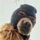 Avatar użytkownika