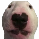 Avatar użytkownika
